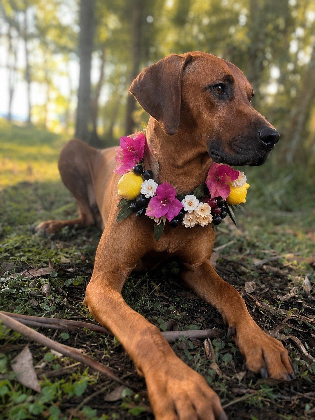 A brown dog lying on grass in a wooded outdoor setting, wearing a floral collar made of pink, yellow, white, and dark berries.