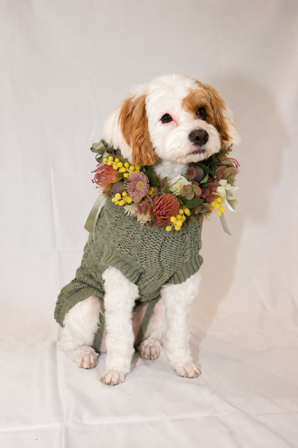 Kaia wearing an olive green knit pet sweater with a floral collar, sitting against a white fabric backdrop.