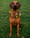 Puccini sitting on green grass wearing a floral collar made of yellow flowers, pink and green leaves, and brown buds.