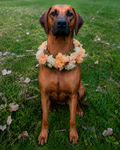 A brown dog sitting on green grass wearing a flower crown made of peach and cream blossoms.